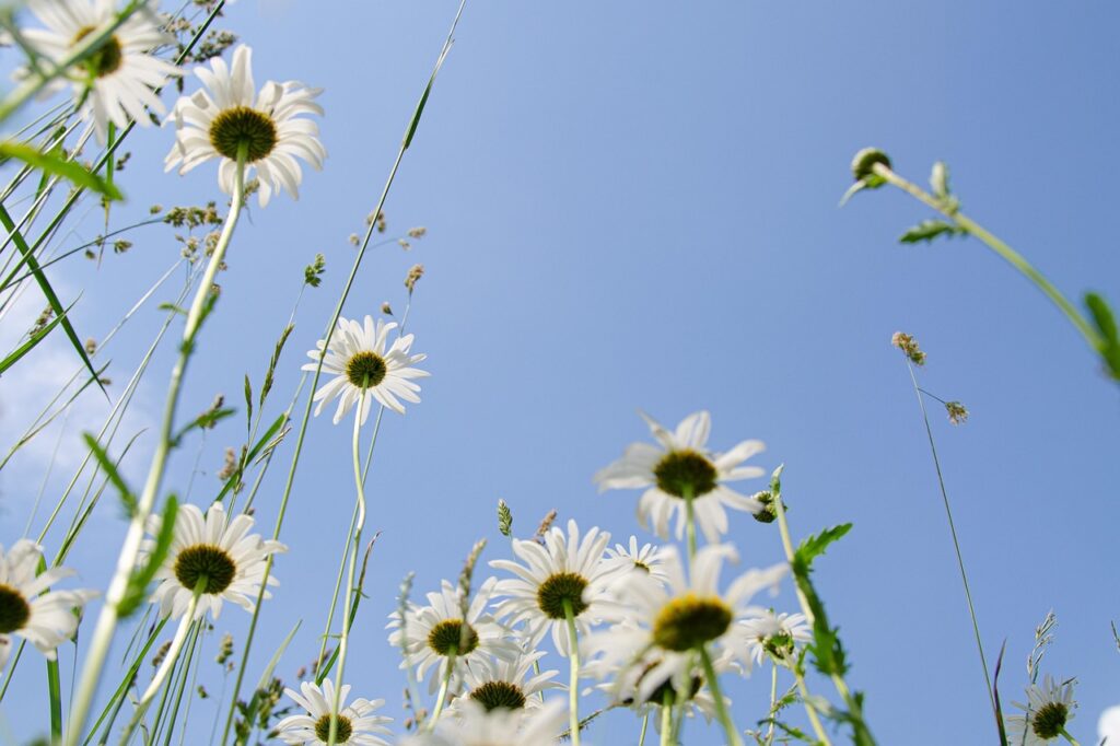 daisies, meadow, flower background, flower meadow, heaven, blue, ease, backlighting, dream, summer day, beautiful flowers, flower, hd wallpaper, blossoms, sun, summer, summer meadow, white, nature, leucanthemum, flower wallpaper