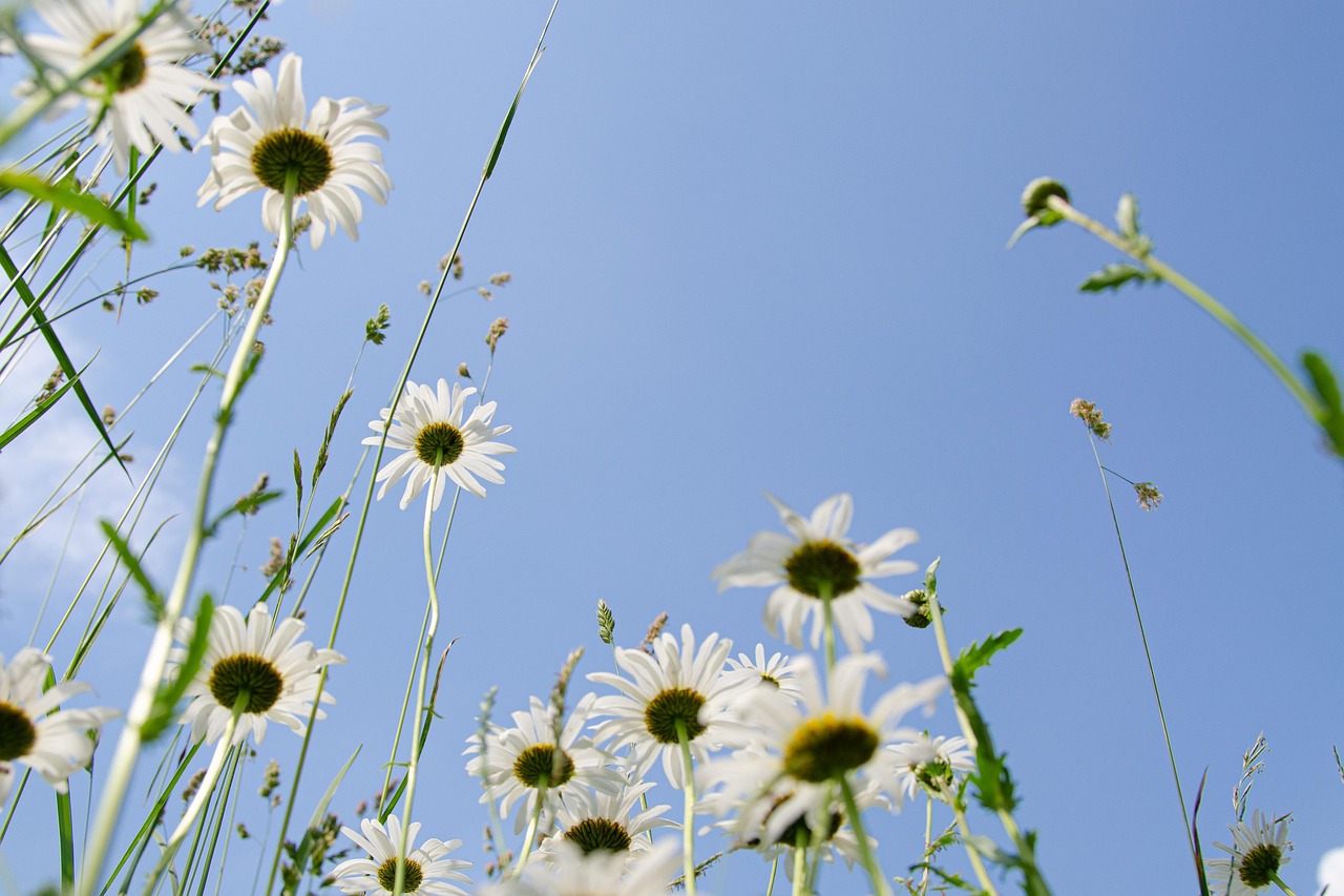 daisies, meadow, flower background, flower meadow, heaven, blue, ease, backlighting, dream, summer day, beautiful flowers, flower, hd wallpaper, blossoms, sun, summer, summer meadow, white, nature, leucanthemum, flower wallpaper
