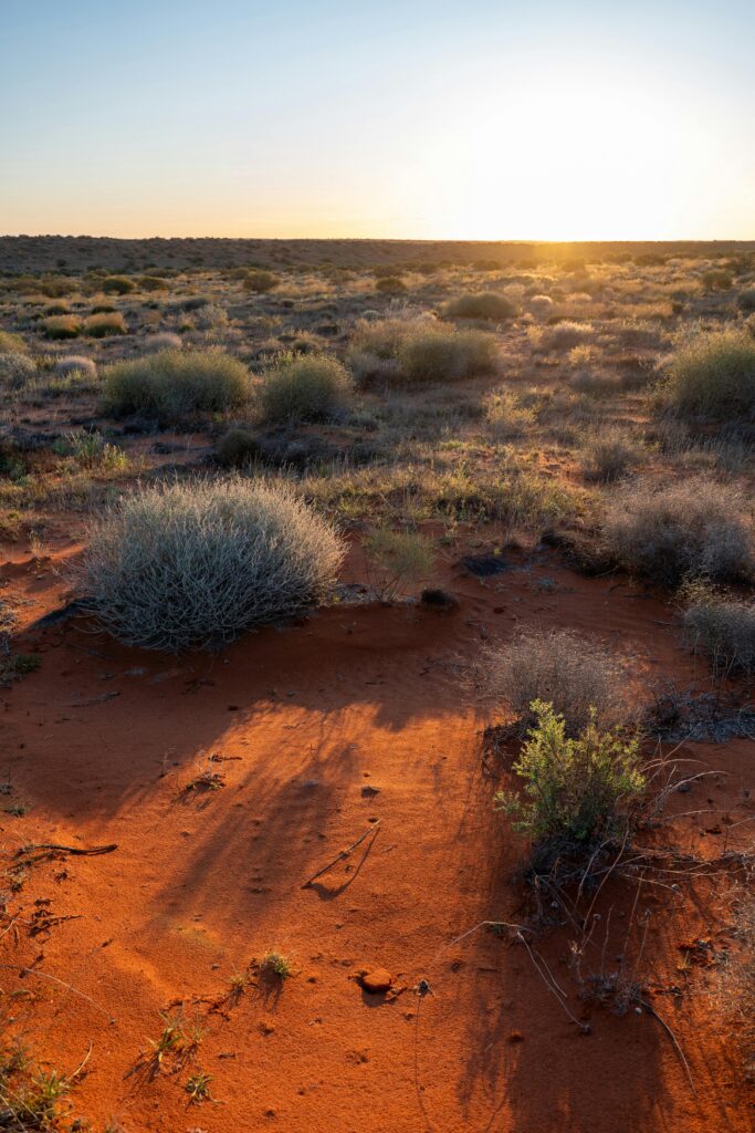 Expansive Australian desert with vibrant red soil and sparse vegetation under a warm sunset sky.