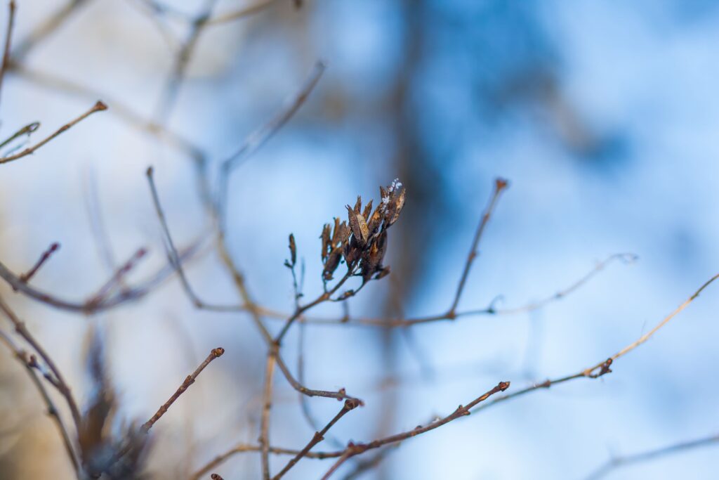 Close-up of a frosty branch against a blurred winter background, captured in detail.