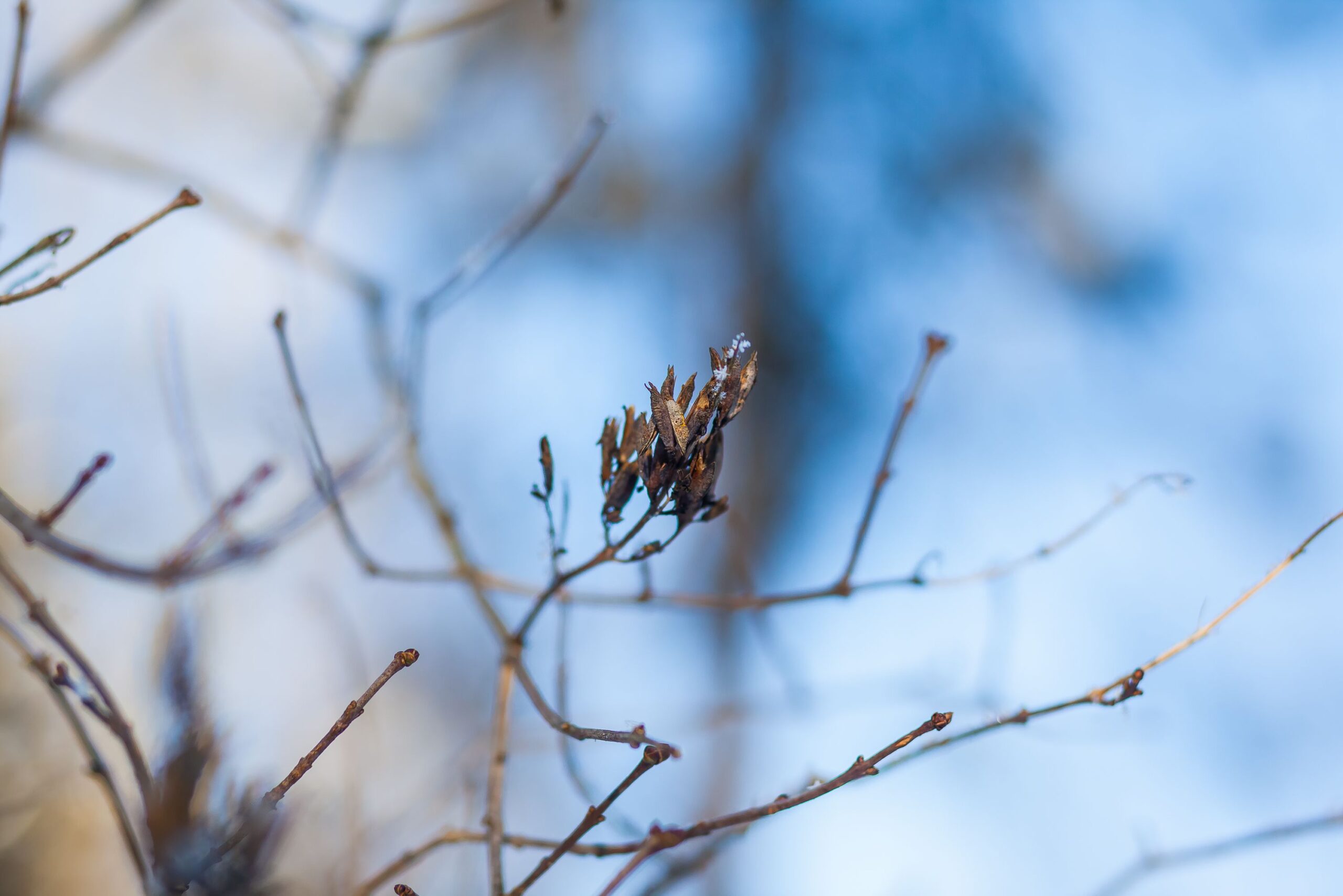Close-up of a frosty branch against a blurred winter background, captured in detail.