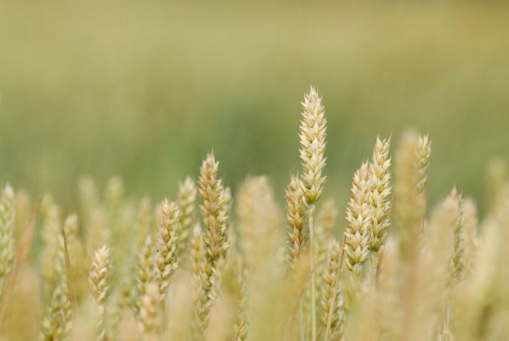 Close-up of ripe wheat ears in a blurred green wheat field, ready for harvest.