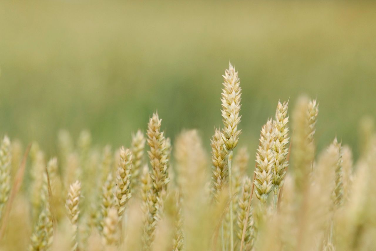 Close-up of ripe wheat ears in a blurred green wheat field, ready for harvest.