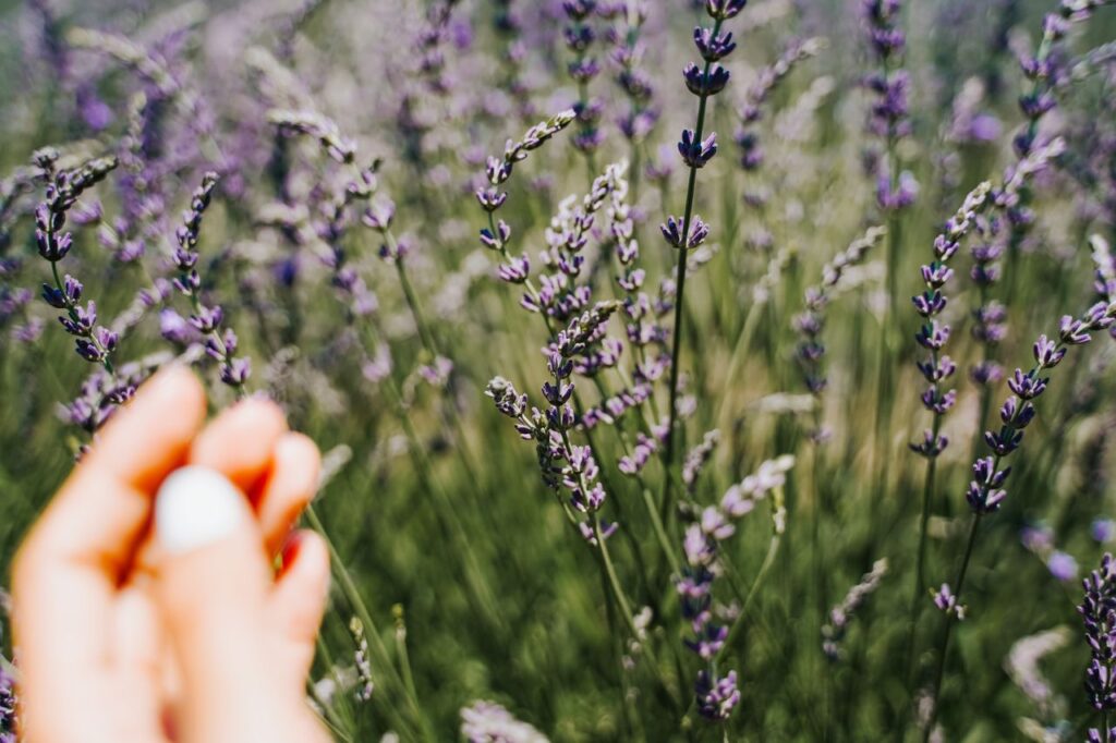A close-up view of a hand holding vibrant purple lavender flowers in a blossoming field.